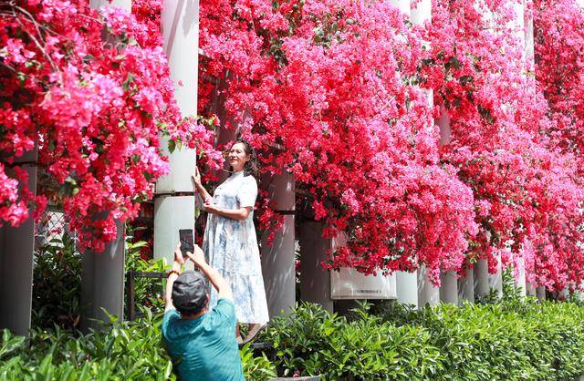 成都学校外墙三角梅怒放 市民争相打卡“初夏花瀑”